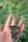 Mza chitili company is the first and only grafted vegetable seedling producer in Georgia