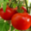 Red tomato varieties are as popular as pink tomato varieties 
