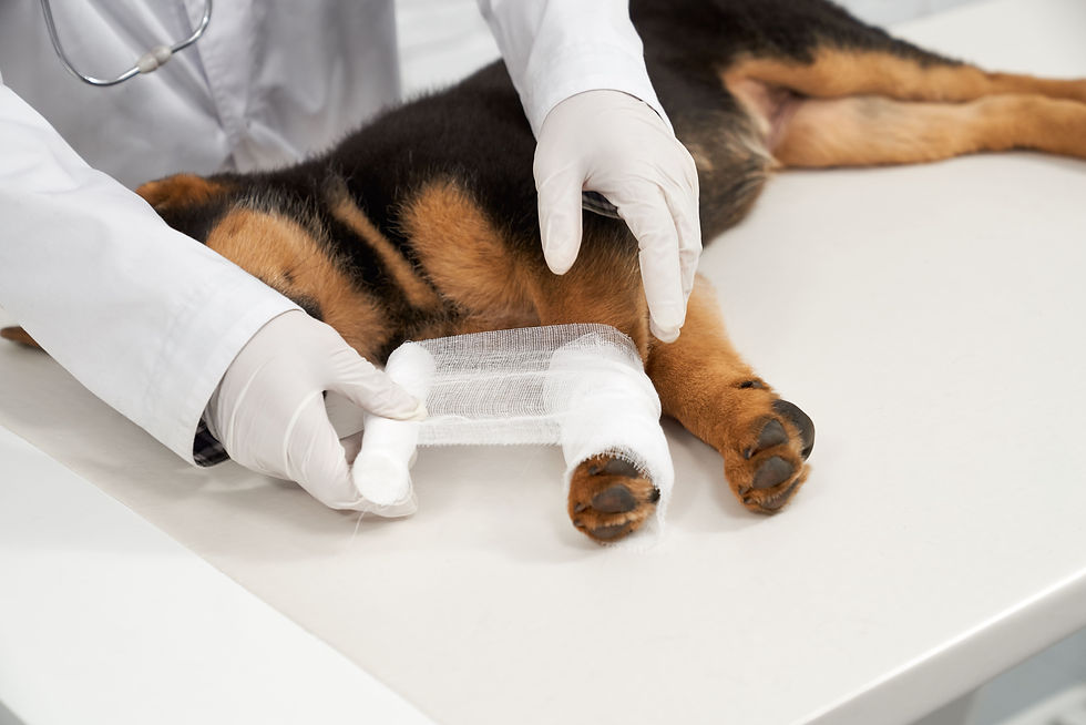 crop-veterinarian-hands-bandaging-shepherd-puppy-paw-vet-clinic-min.jpg