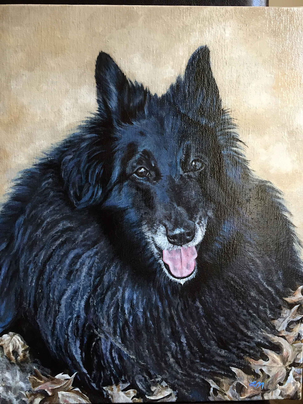 Belgian-shepherd-for-web