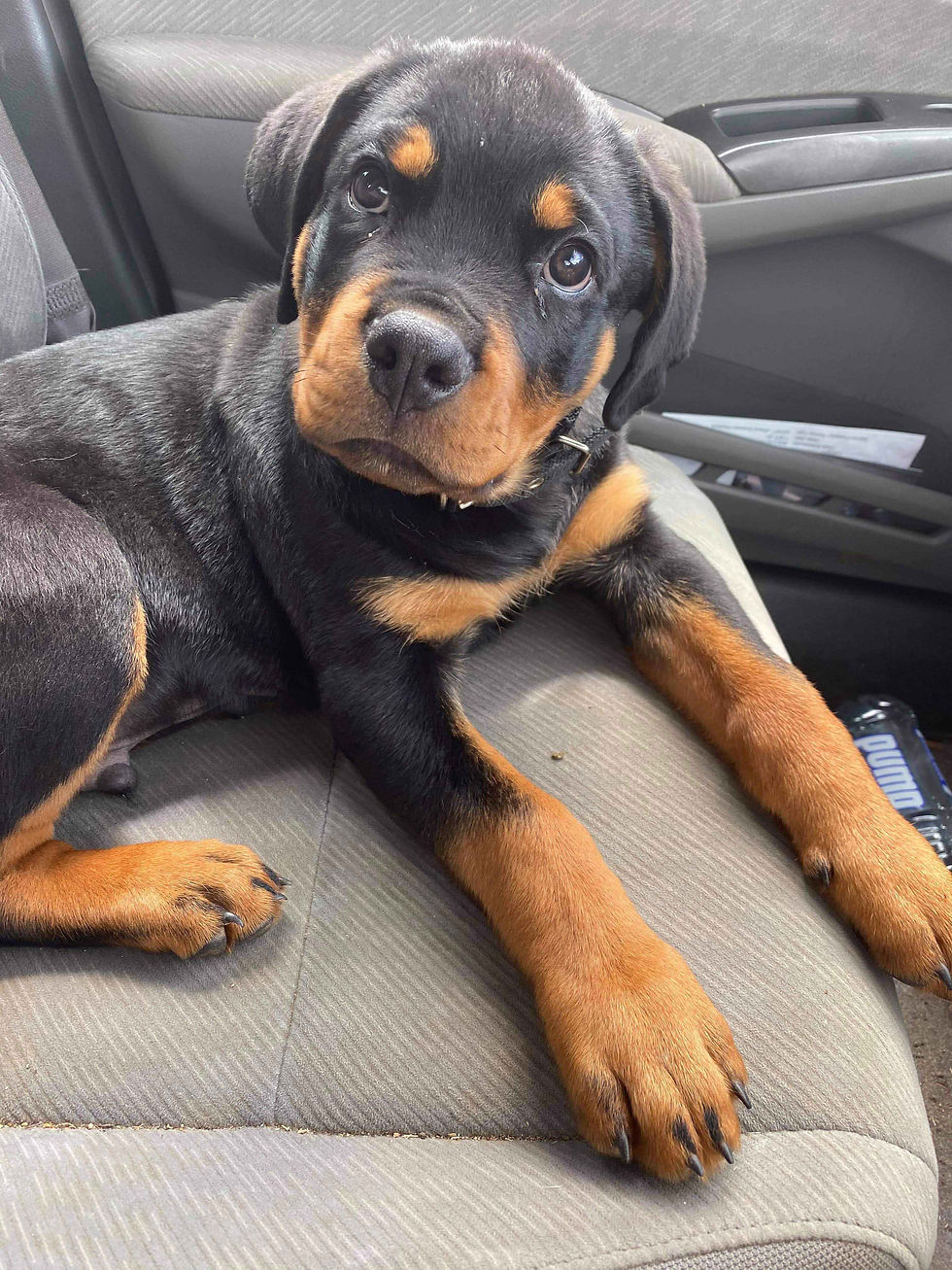 Rotty-pup-for-web