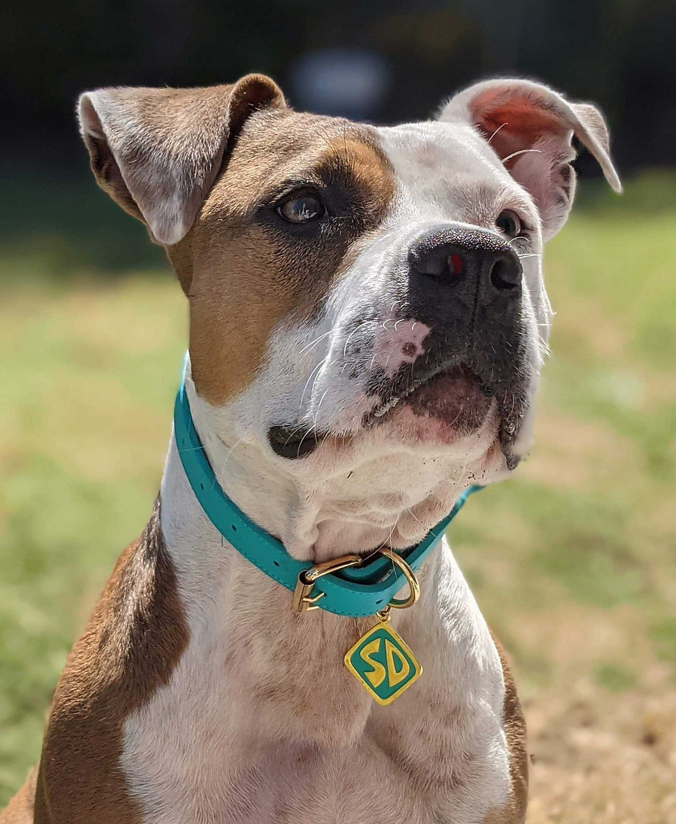 Lola-photo-for-web