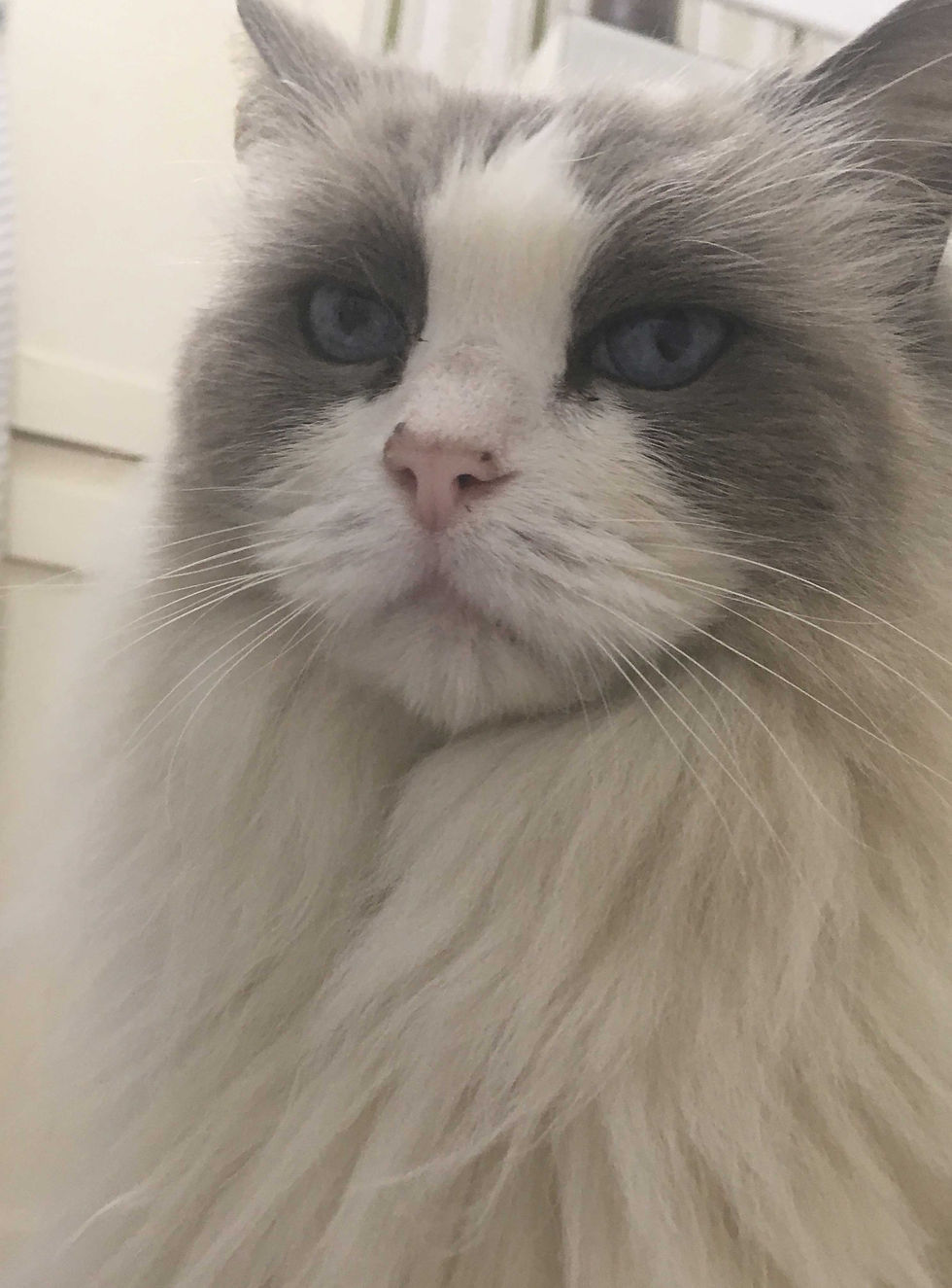 Millie-photo-for-web