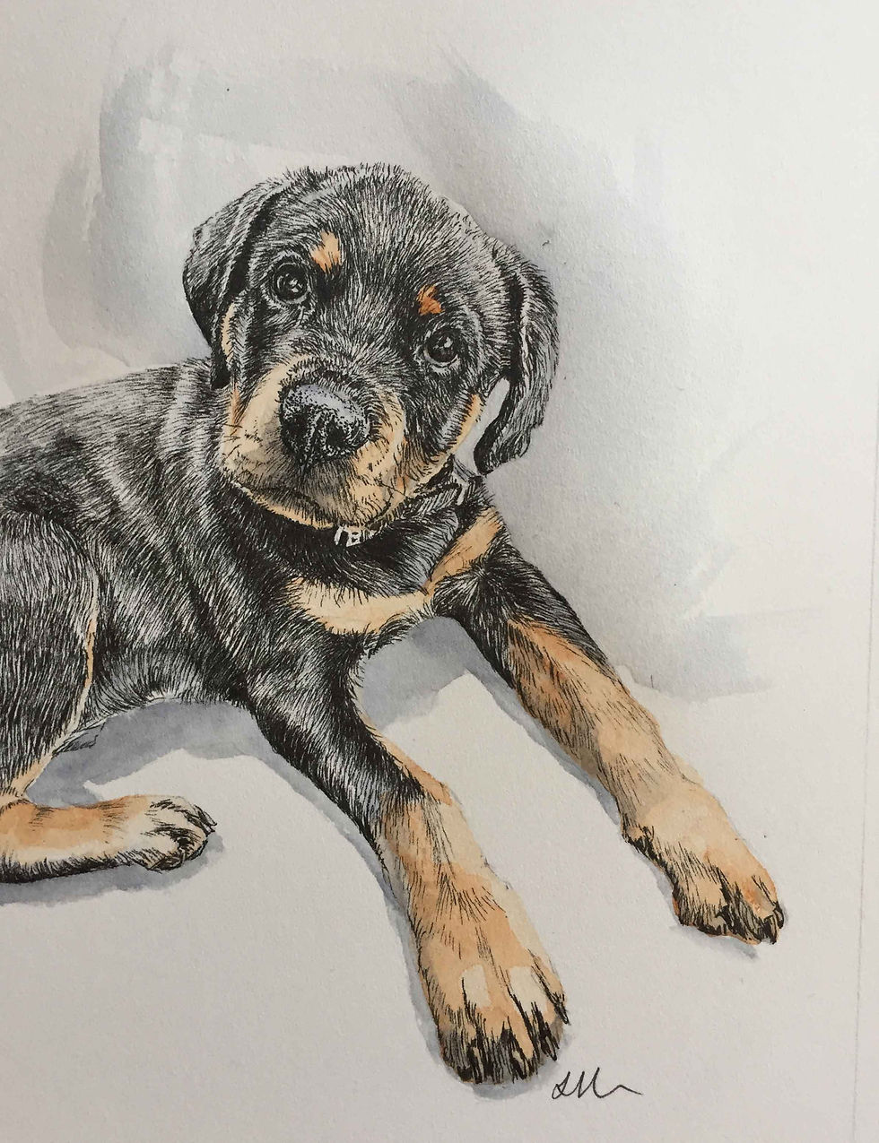 Ink-and-wash-Rottweiler-puppy