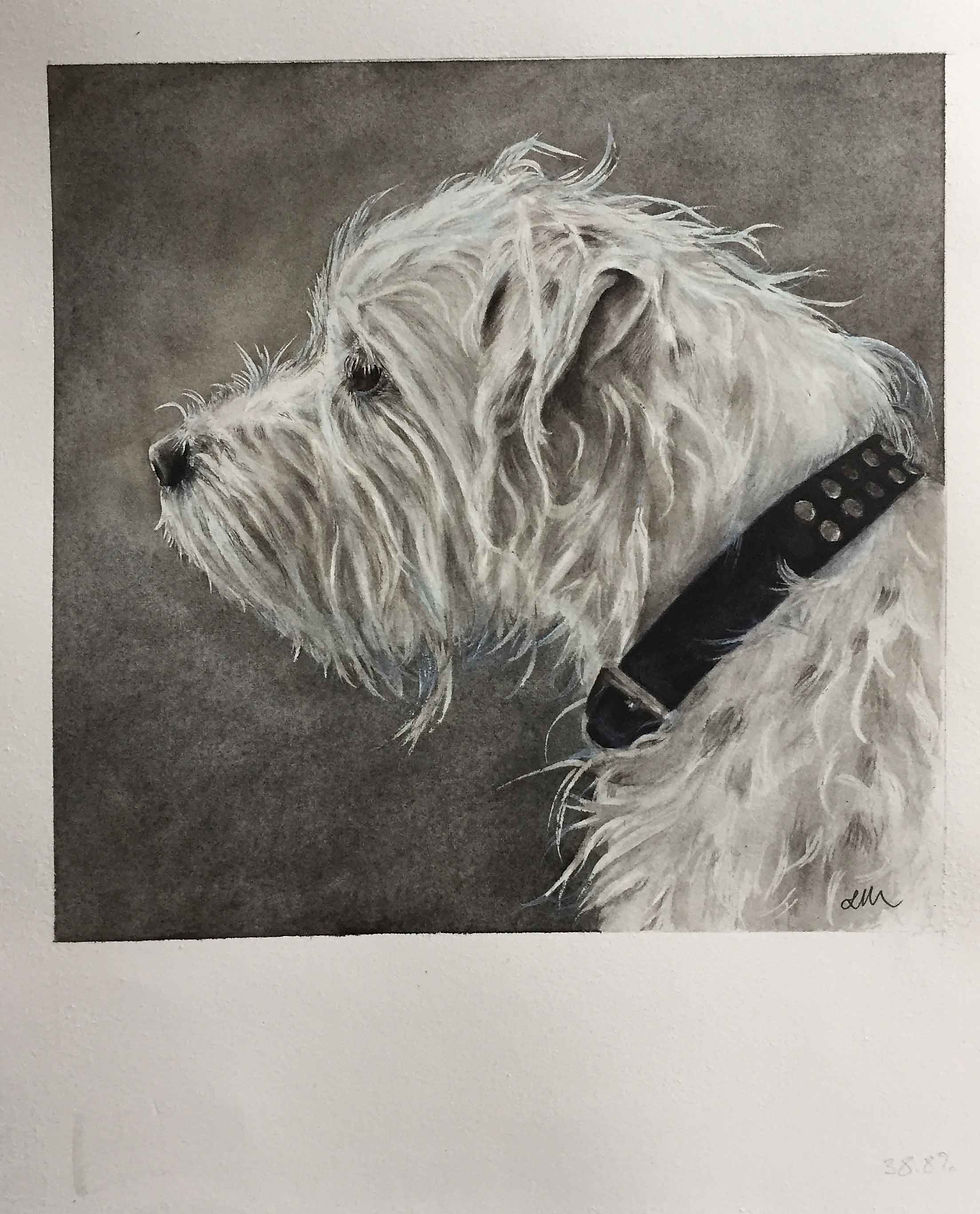 terrier-for-web (1)