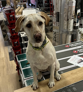 Cali showing off some Kardean flooring - Van Gogh French Oak SCB85