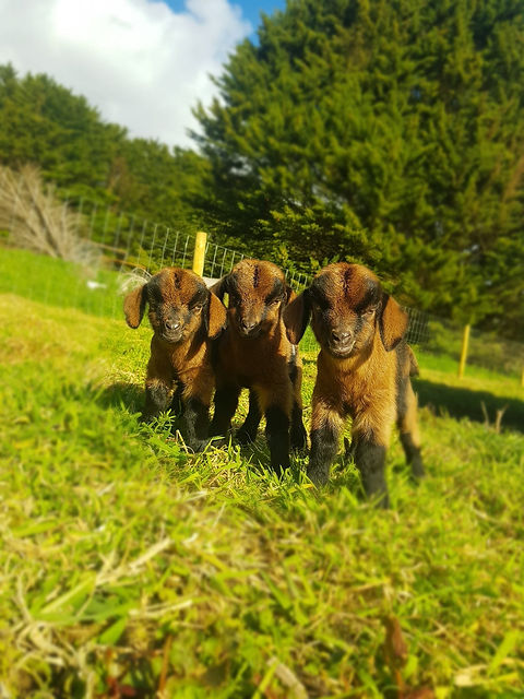 TRIPLETS.jpg