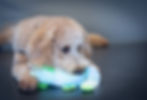 Sjukhus hund