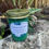 Thumbnail: Rainforest Candle