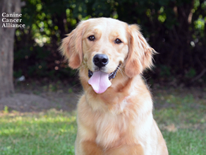 What causes hemangiosarcoma? - Environmental Exposures and Canine Cancer Risk