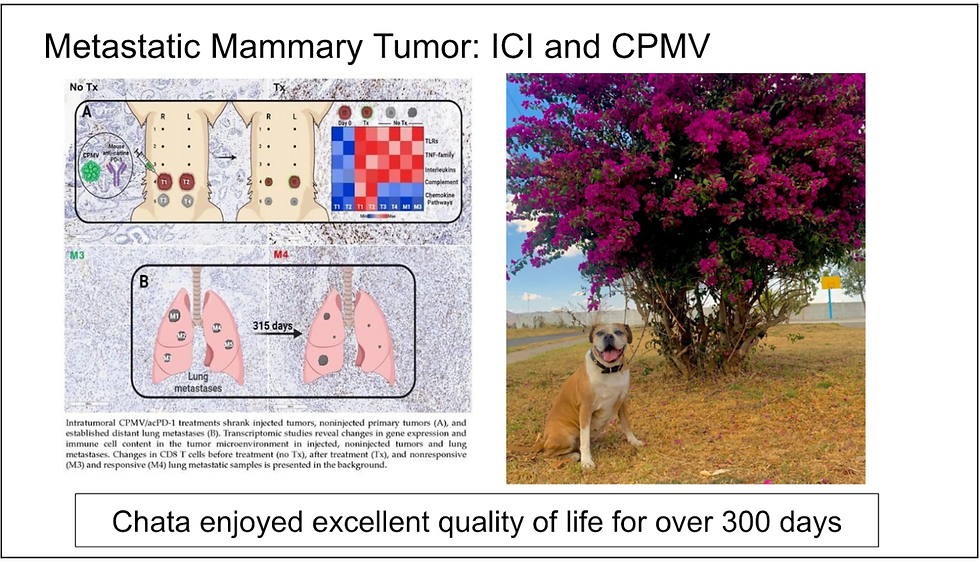Canine patient diagnosed with mammary tumor that had metastasized to the lungs.