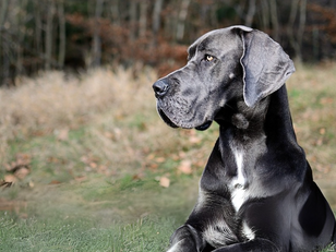 Roscoe, a six-year-old pup diagnosed with osteosarcoma, lived nearly three extra years after receiving the Elias immunotherapy.