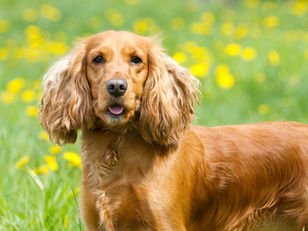 A New Trial is Enrolling Dogs with Hemangiosarcoma