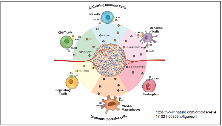 The study measured the enhancement of cancer-fighting immune cells and the decrease of immunosuppressive cells with the help of a fasting-mimicking diet.