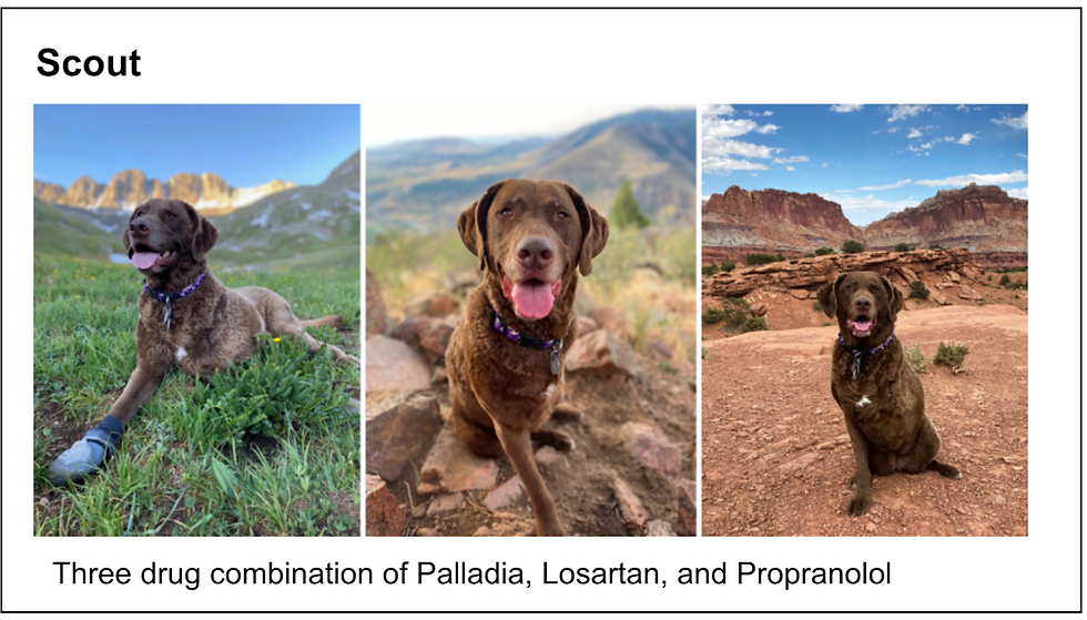 Canine patient treated with three drug combination of Palladia, Losartan, and Propranolol