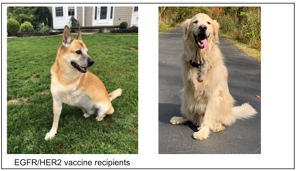 Cody (left) and Ranger (right) both ended up with metastatic cancer in their lungs from osteosarcoma. But with the help of EGFR/HER2 vaccine, they became cancer-free.