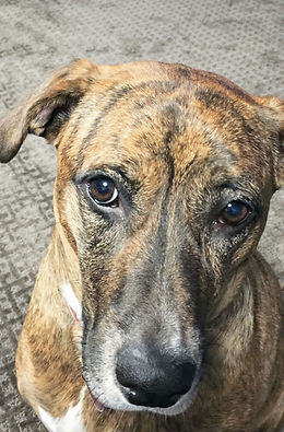 The dog that inspired us to start the company