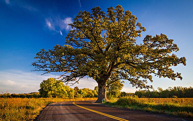 AdobeStock_227480055_1200-1.jpg