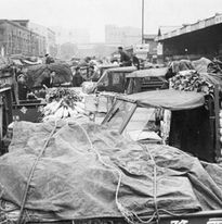 Japanese frozen seafood and fish export