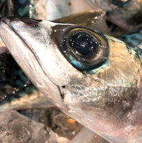 Japanese frozen seafood and fish export