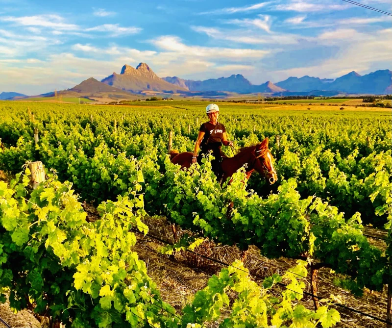 Horse Ride Through Vineyard with Mountain View .webp