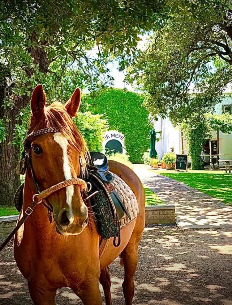 Lucky the horse on wine estate.webp