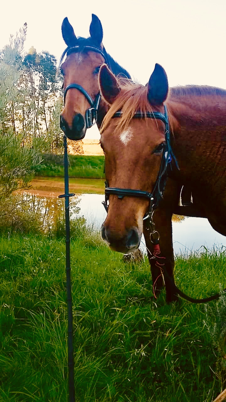 Horse Riding in Stellenbosch - Half Day Wine Tour Ride