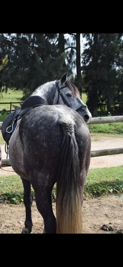 Orion the Horse.webp