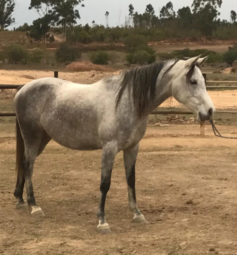 Luna the Horse.webp