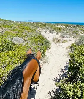 Horseback riding on the beach.webp