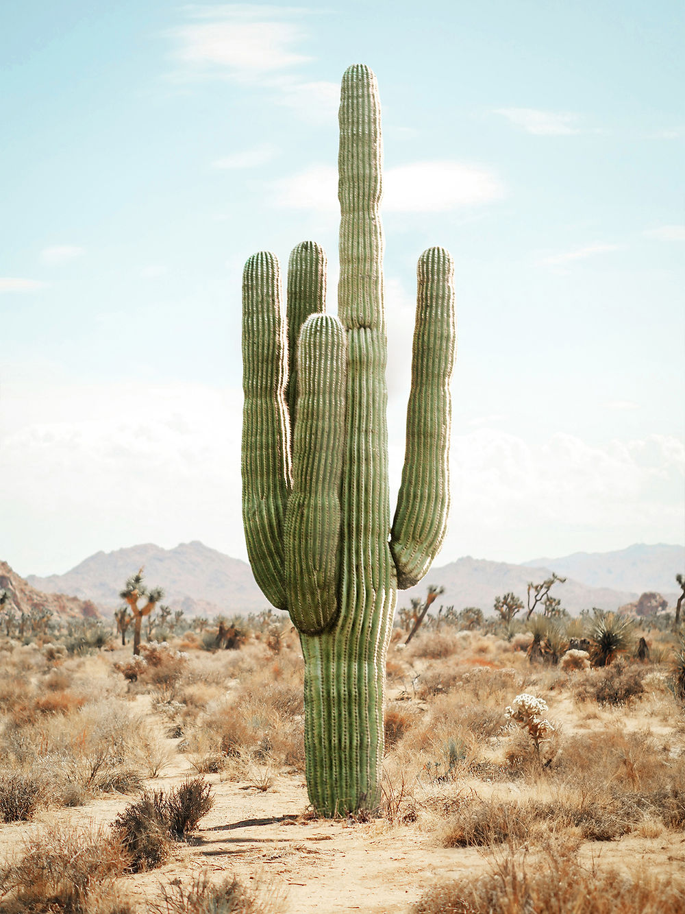 Cacti & Desert collection