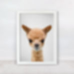 baby alpaca wall art print close up peekaboo portrait