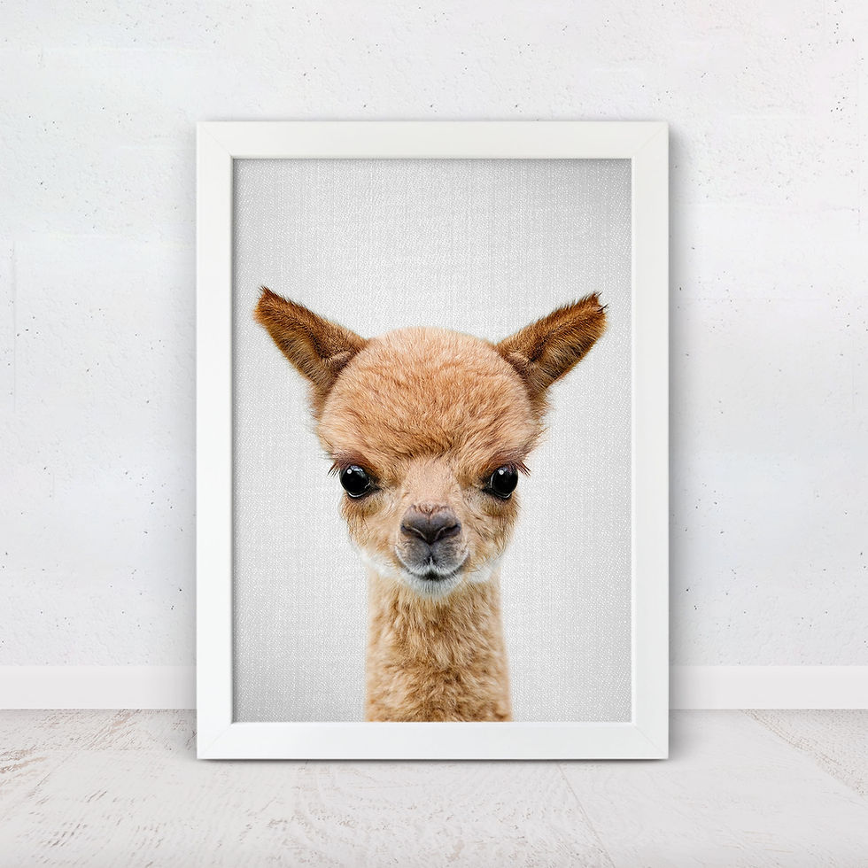 baby alpaca wall art print close up peekaboo portrait