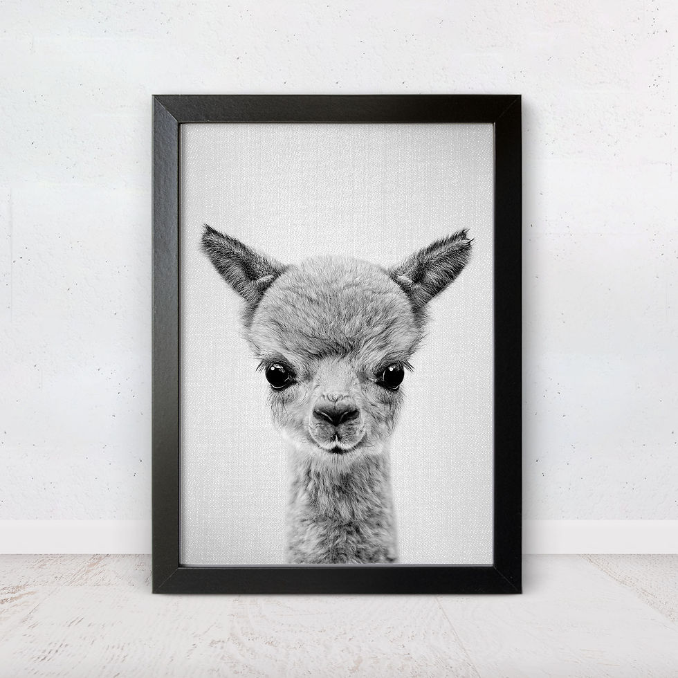 baby alpaca wall art monochrome portrait