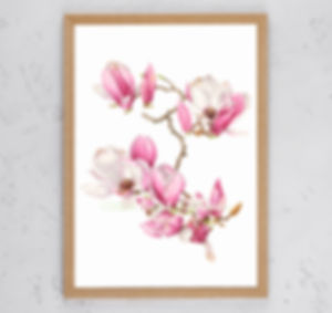 Magnolia soulangeana A3 Print Limited Edition 20 only