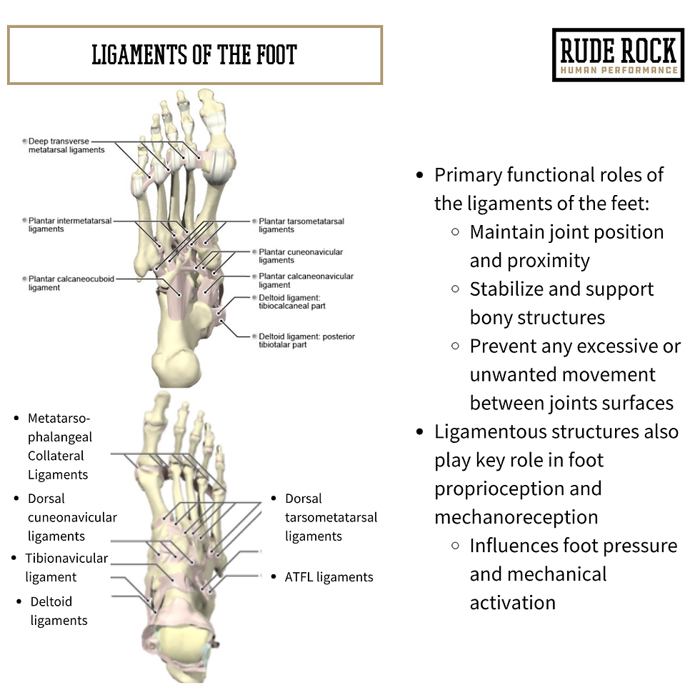 Graphic showing the ligaments of the foot
