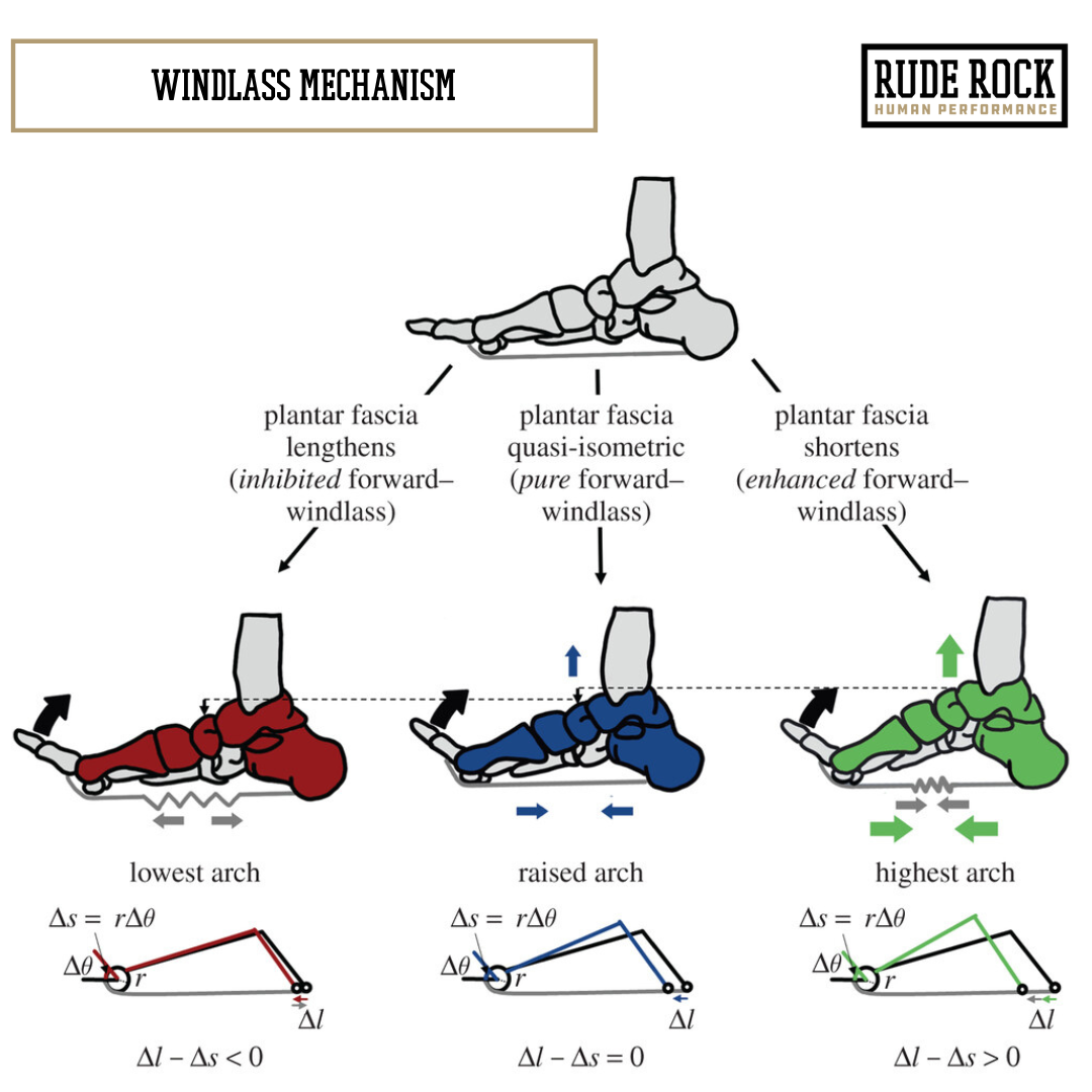 Chart explaining the windlass mechanism