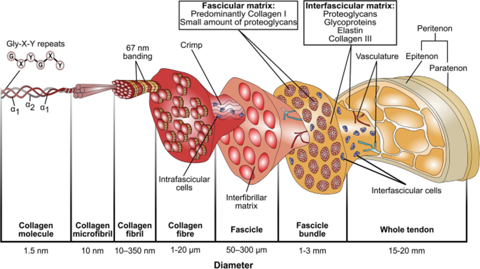 Tendon Extracellular Matrix Assembly