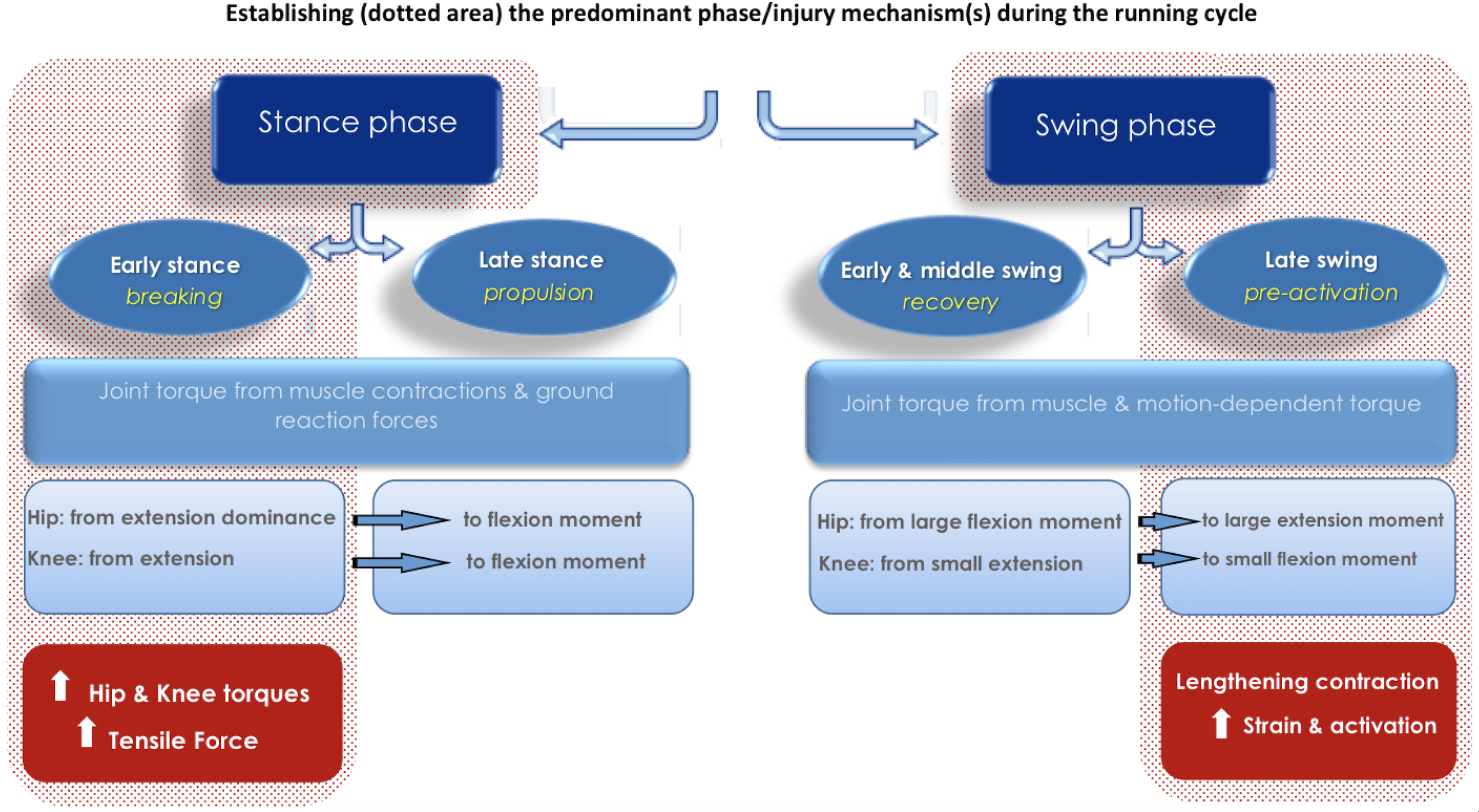 Chart breaking down the stance phase and swing phase of sprinting