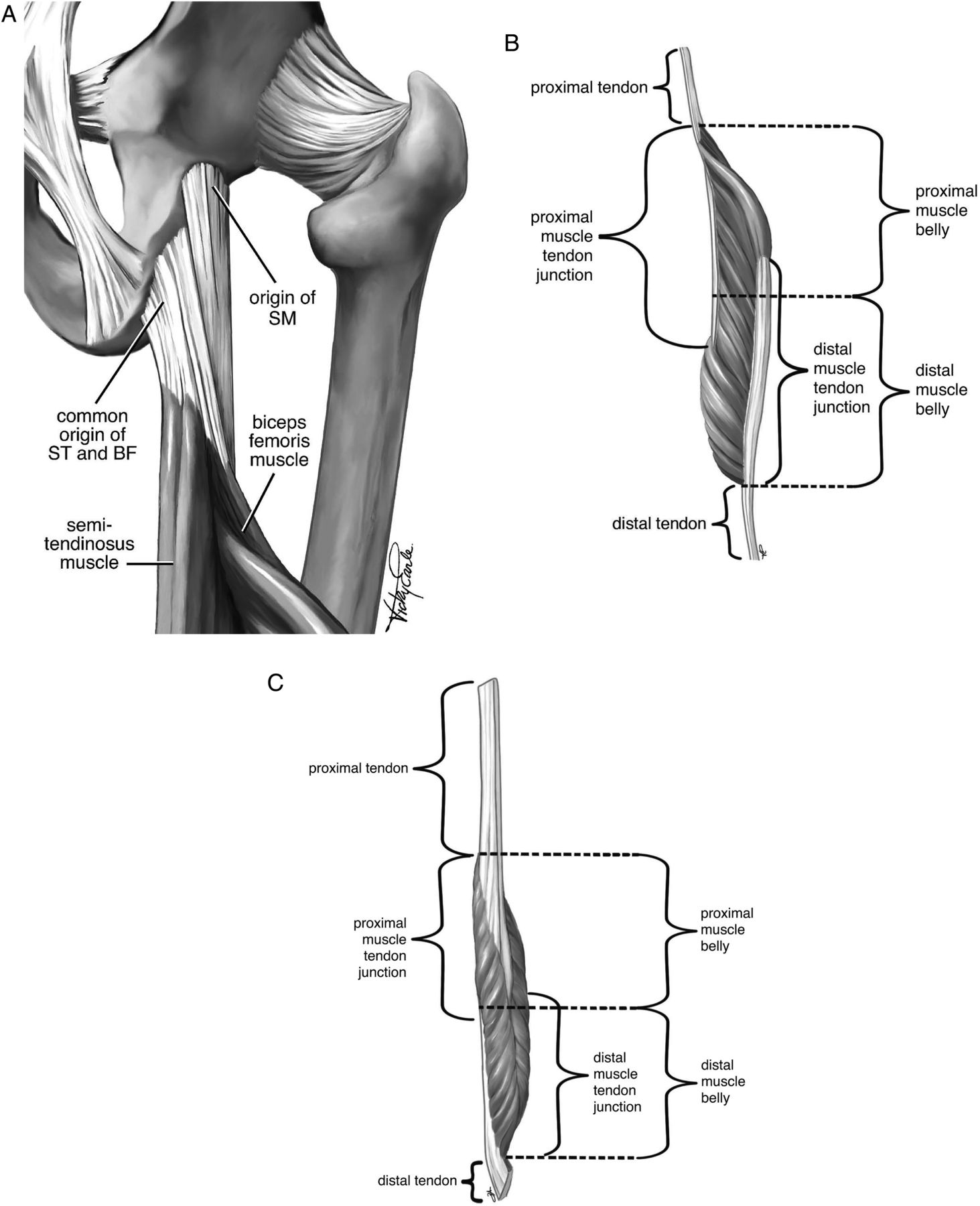 Image showing structure of the hip and hamstring.