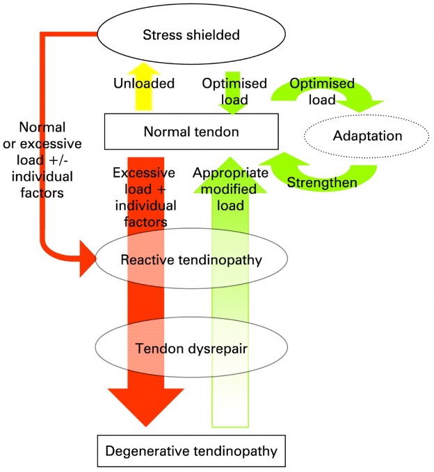 Tendon Continuum Chart