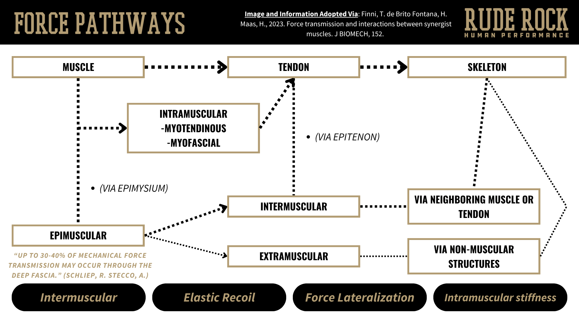 A slide showing the force pathways of fascia.