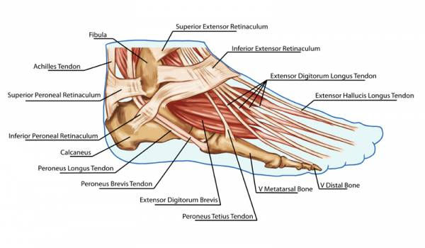 Beginners Guide to Training the Foot and Lower Leg