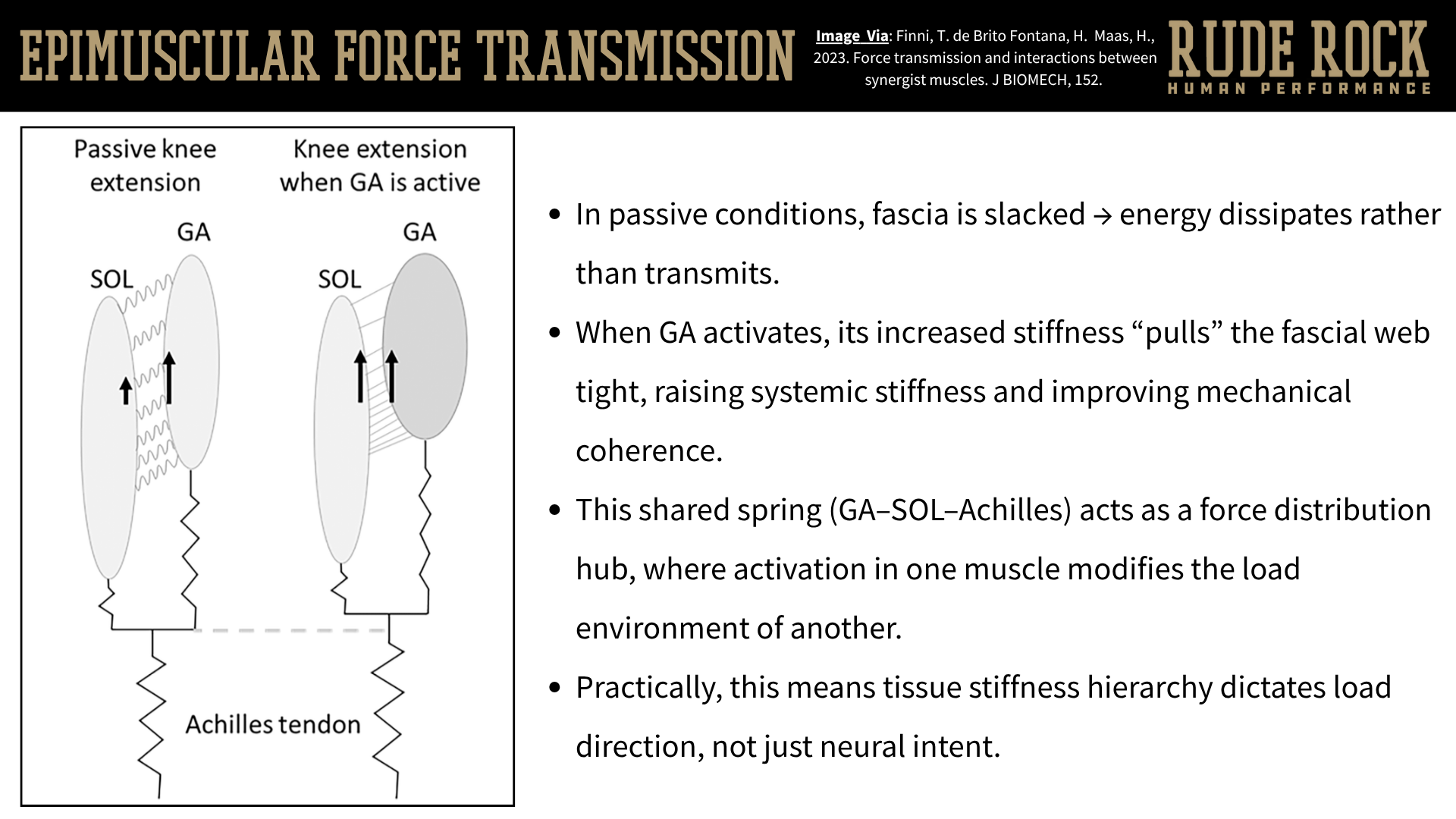 A slide breaking down epimuscular force transmission.