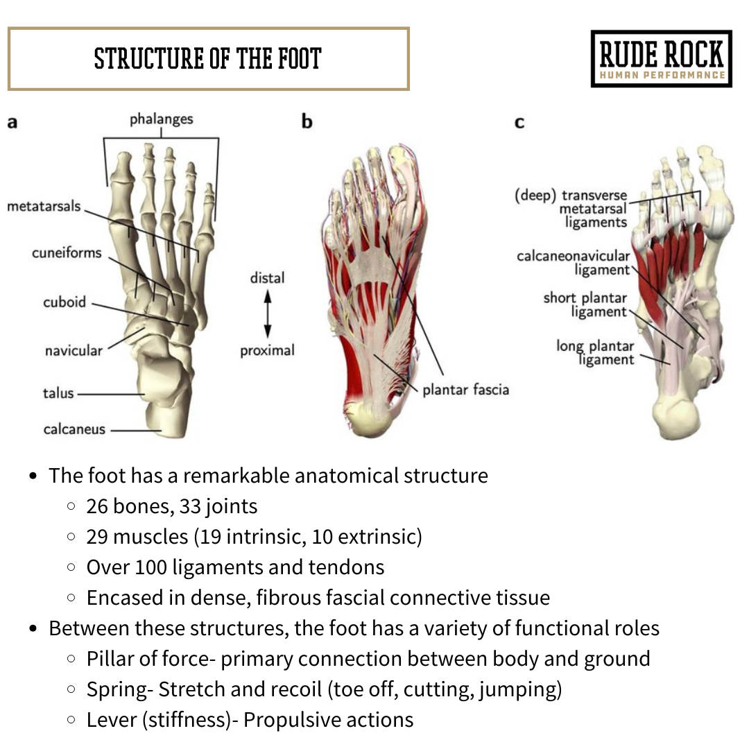Graphic showing the structures of the foot