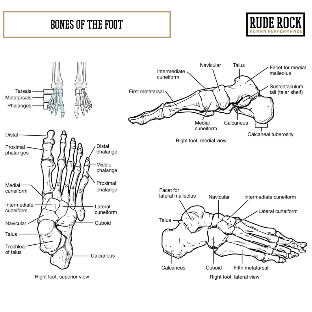 Graphic showing the bones of the foot