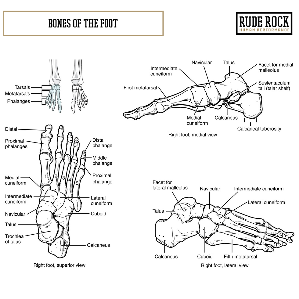 Graphic showing the bones of the foot