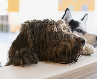 Two dogs