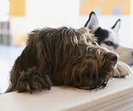 Two dogs
