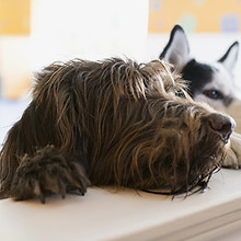 Two dogs
